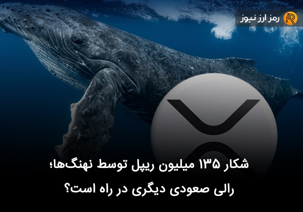 شکار ۱۳۵ میلیون ریپل توسط نهنگ‌ها؛ رالی صعودی دیگری در راه است؟