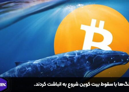 نهنگ‌ها با سقوط بیت کوین شروع به انباشت کردند.