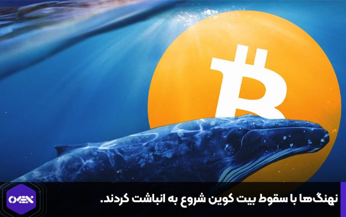 نهنگ‌ها با سقوط بیت کوین شروع به انباشت کردند.