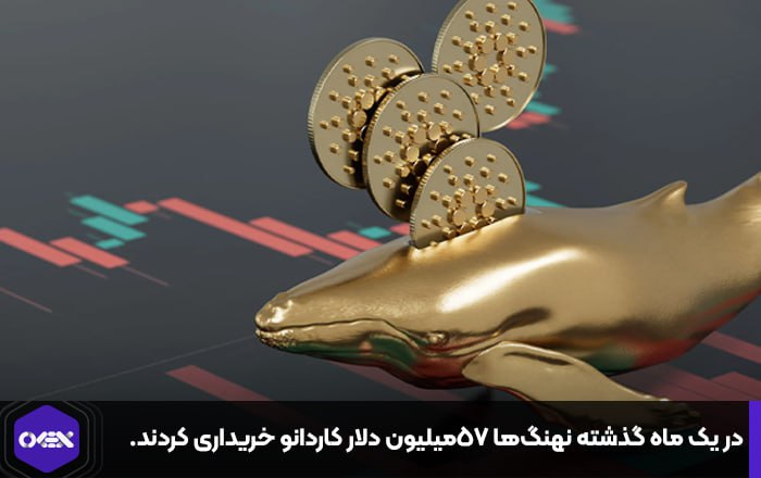 در یک ماه گذشته نهنگ‌ها ۵۷میلیون دلار کاردانو خریداری کردند.