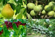 فروش انواع نهال میوه در نهالستان شاهسون با لیبل جهاد کشاورزی و تخفیف ویژه