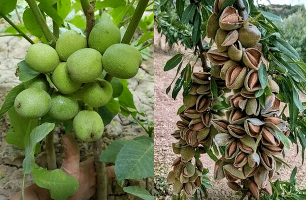 خرید نهال گردو