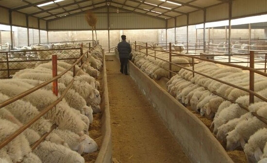 ۴.۸ میلیون تن کالای اساسی آماده ترخیص در بنادر کشور