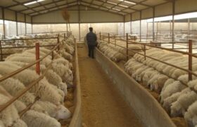 ۴.۸ میلیون تن کالای اساسی آماده ترخیص در بنادر کشور